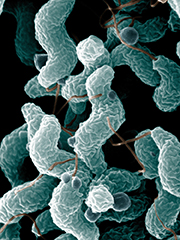 Scanning Electron Microscope Image of Campylobacter jejuni Bacteria