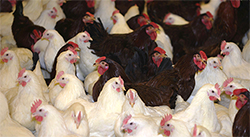 Fe3C feed additives are being developed to prevent bacterial infection of poultry, a common cause of food poisoning.
